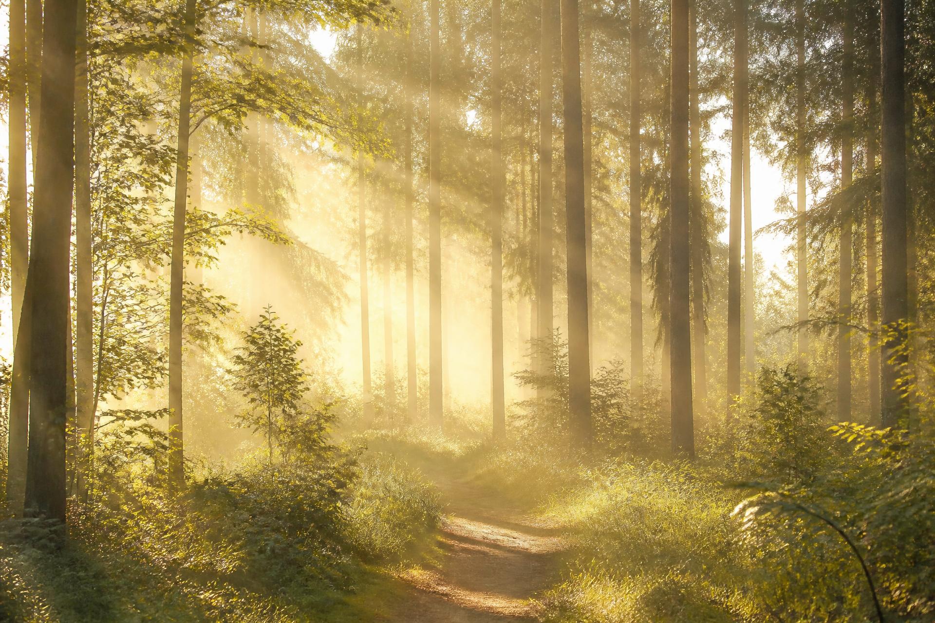 Morning sunlight streaming through a quiet forest path